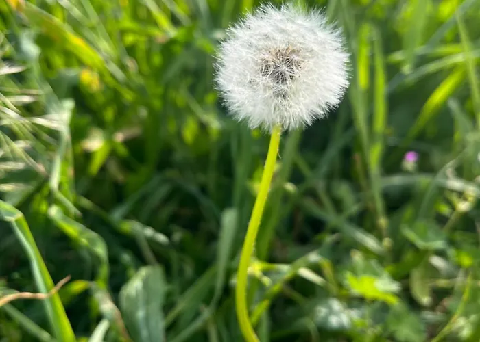 Vardio Apartment Dubrovnik Parking Jacuzzi Apartment Makose